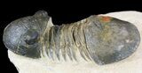 Paralejurus Trilobite Fossil - Foum Zguid, Morocco #53527-2